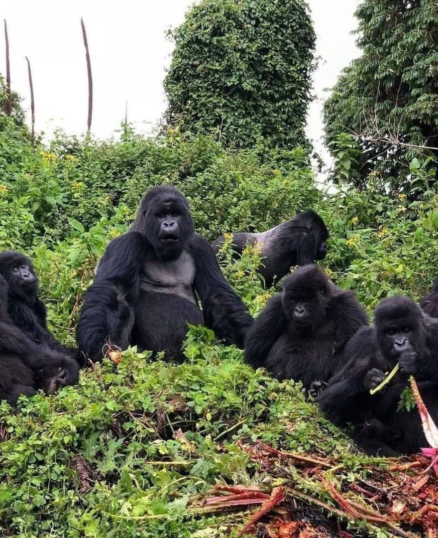 Bwindi Gorillas